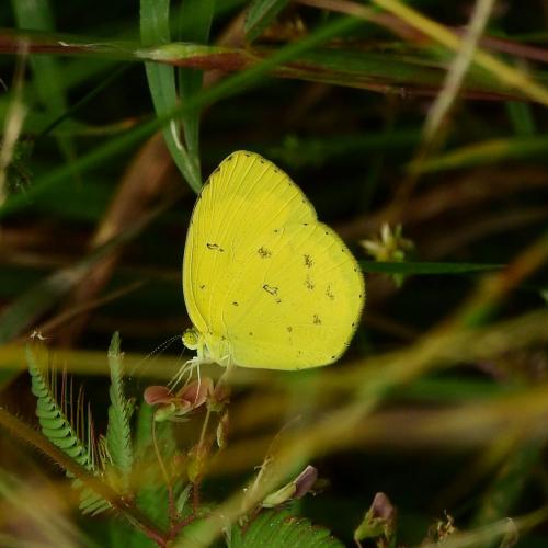 Réf. 200 087 : Eurema hecabe